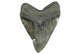 Fossil Megalodon Tooth - Beast From South Carolina #264538-2